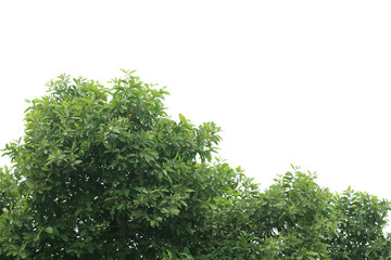 leaf of tree isolated on white background