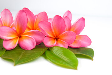 Beautiful tropical frangipani (plumeria) flowers and leaves isolated on white background