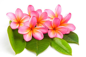 Beautiful tropical frangipani (plumeria) flowers and leaves isolated on white background