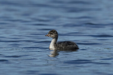Black-necked grebe (Podiceps nigricollis)