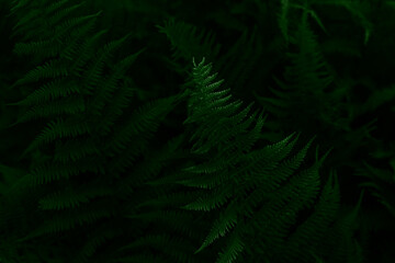 Gloomy dark green large fern leaves background. Top view. Close up. Natural background and eco concept. Moonlight falls on top of leaves.