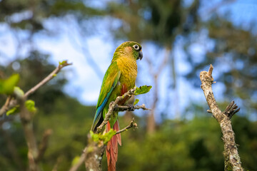 Close up of a Maroon-bellied parakeet perched on a branch against natural defocused background, Itatiaia, Rio de Janeiro, Brazil