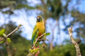 Close up of a Maroon-bellied parakeet facing camera, perched on a branch against natural defocused background, Itatiaia, Rio de Janeiro, Brazil