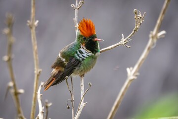 Side view of a beautiful Frilled croquette perched on a tiny branch against defocused background, Itatiaia, Rio de Janeiro, Brazil
