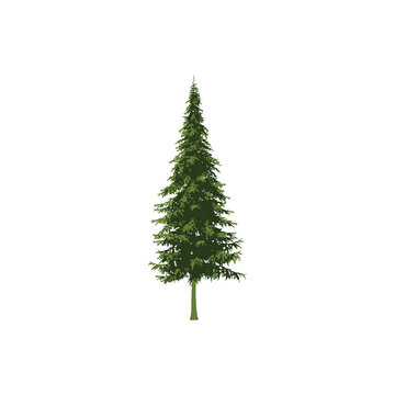 pine tree design illustration
