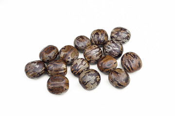 Hevea brasiliensis seed isolated on white background.