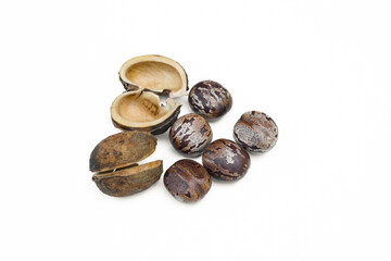 Hevea brasiliensis seed isolated on white background.