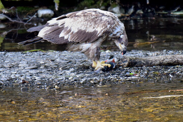 Immature Bald Eagle (Haliaeetus leucocephalus) eating salmon