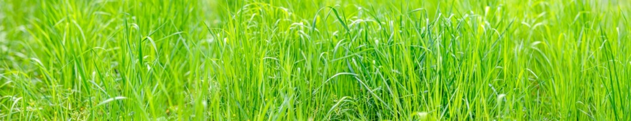 fresh green grass on meadow, closeup view. summer background. wide angle panorama