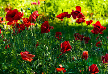 Beautiful wild red poppies in the countryside in Latvia.