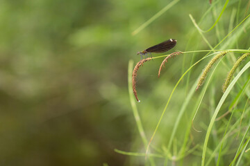 A dragonfly with brown wings rests on a spikelet on a green grassy background with copy space.