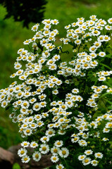 Green grass and white chamomile in the nature.