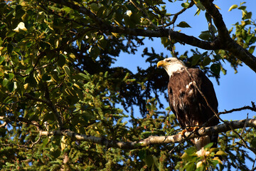 Bald Eagle (Haliaeetus leucocephalus)