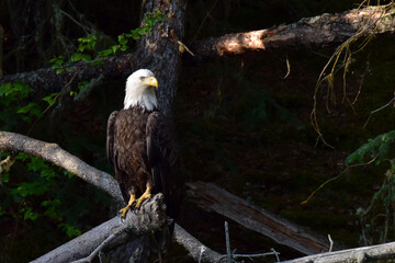 Bald Eagle (Haliaeetus leucocephalus)