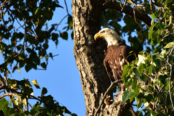 Bald Eagle (Haliaeetus leucocephalus)