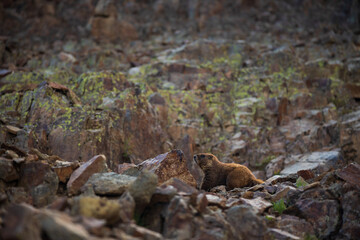 marmot blending in with surrounding rocks