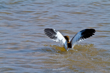 
Fisherman on water catching fish