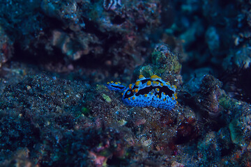 Obraz na płótnie Canvas nudibranch molusk underwater photo / sea macro under water
