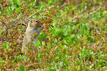 Arctic ground squirrels (Urocitellus parryii) are the largest of the North American ground squirrel species.