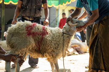 people hold the horns of the goat to be pulled to the slaughterer, goats are sacrificial animals of Eid al-Adha celebration