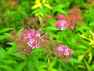 初夏の朝の公園に咲くシモツケの花