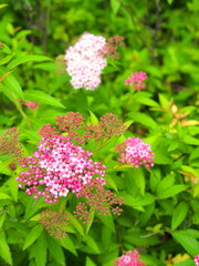 初夏の朝の公園に咲くシモツケの花