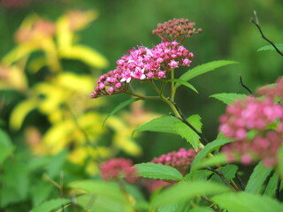 初夏の朝の公園に咲くシモツケの花