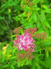 初夏の朝の公園に咲くシモツケの花
