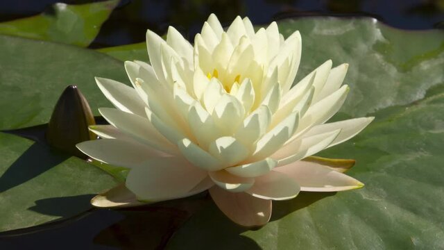 Close-up time lapse of white water lily blooming in pond. Lotus flower head fast opening in timelapse. Nymphaea aquatic plant blossom stages.