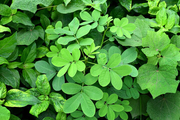 green leaves background and textures in nature  
