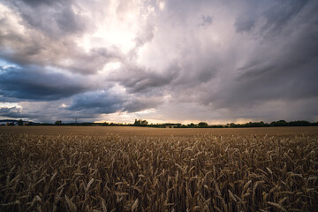 Dunkle Gewitterwolken über ein Kornfeld