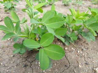 green pepper plant/groundnuts plant