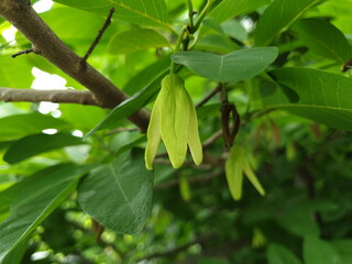 green leaves on a branch