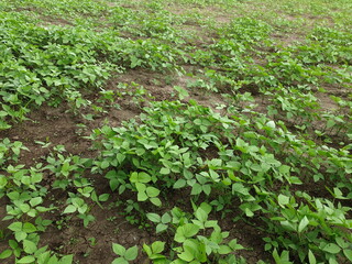 rows of lettuce/green field in the rainy season