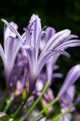 Fototapeta premium fiore agapanthus macro dettaglio petalo