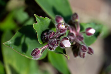 erba miseria Tradescantia pallida macro particolare
