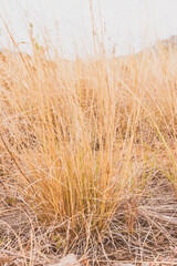 dry brown grass in field