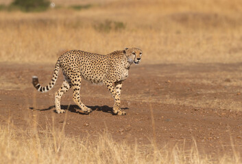 Cheetah Mother roaming on safari trail looking for prey seen at Masai Mara , Kenya Africa