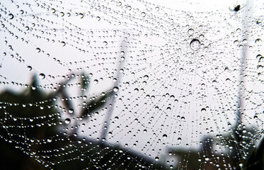 Gotas y telaraña
