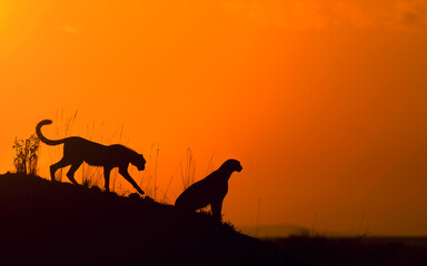 Cheetah Mother ad baby on a termite mount during sunrise seen at Masai Mara , Kenya Africa