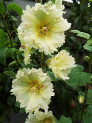 Rose trémière  jaune