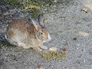 usagi