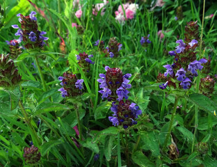 Fototapeta premium fleurs des prés