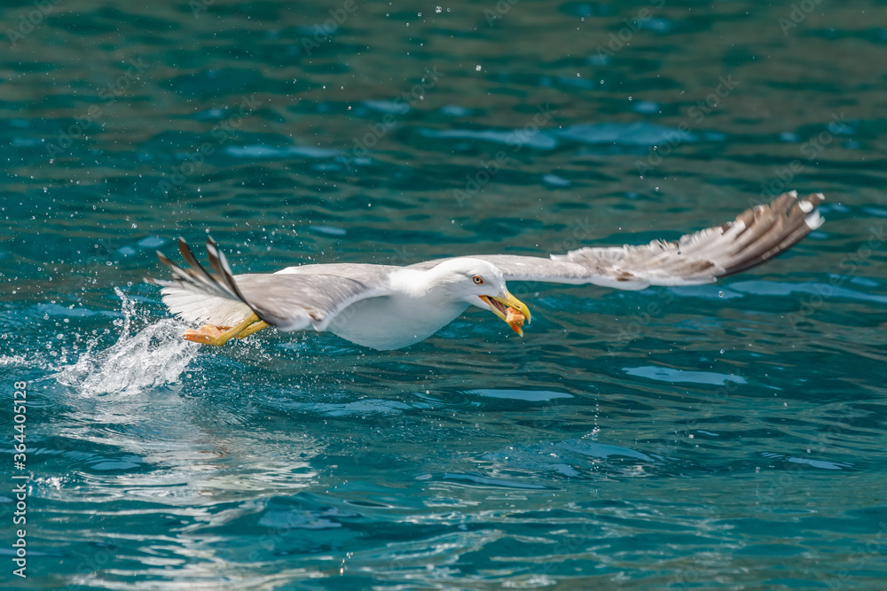 Sticker Gull hunting down fish