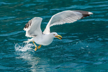 Gull hunting down fish