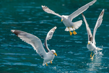 Gull hunting down fish