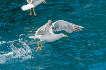 Gull hunting down fish
