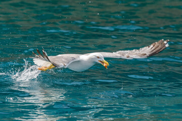 Gull hunting down fish