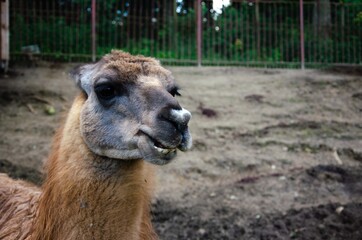 Fototapeta premium The brown llama looks to the side up close 