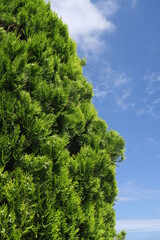 初夏の朝のコニファーと青空